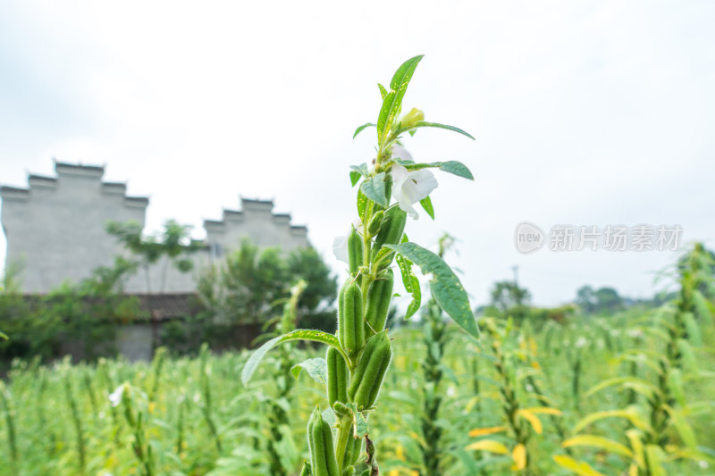 芝麻农田