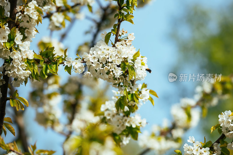 春天盛开的开着白花的樱桃