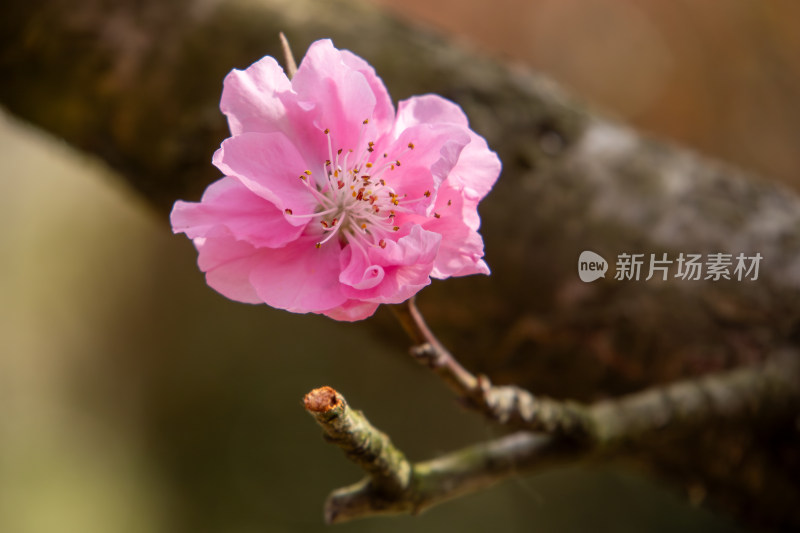 春天枝头盛开的粉红色桃花