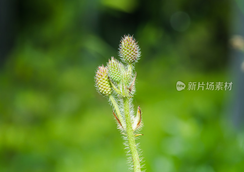 微距下的含羞草