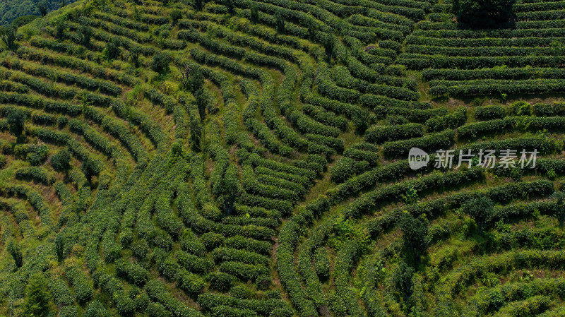 茶叶茶山茶艺茶园采茶茶红茶绿茶春茶茶叶茶