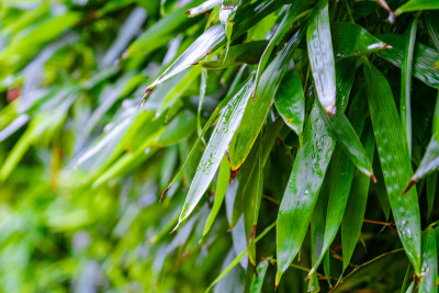 雨后的绿色竹叶