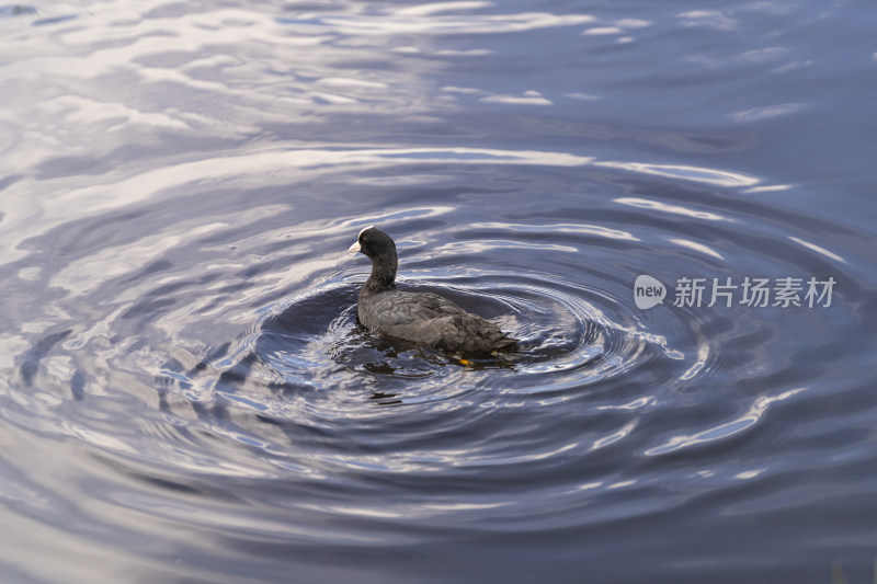 在若尔盖花湖景区湿地游弋的骨顶鸡