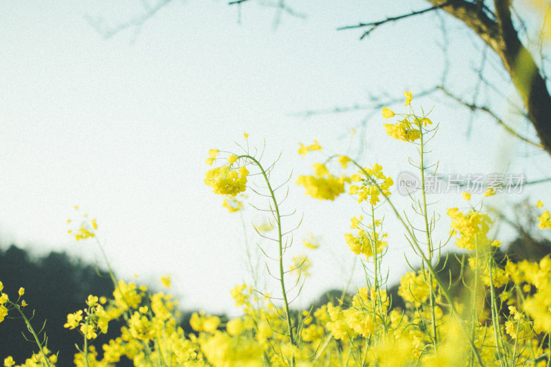 阳光下大片黄色油菜花田的清新自然景象