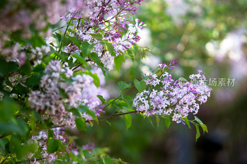 花开茂盛的丁香花在春天的公园