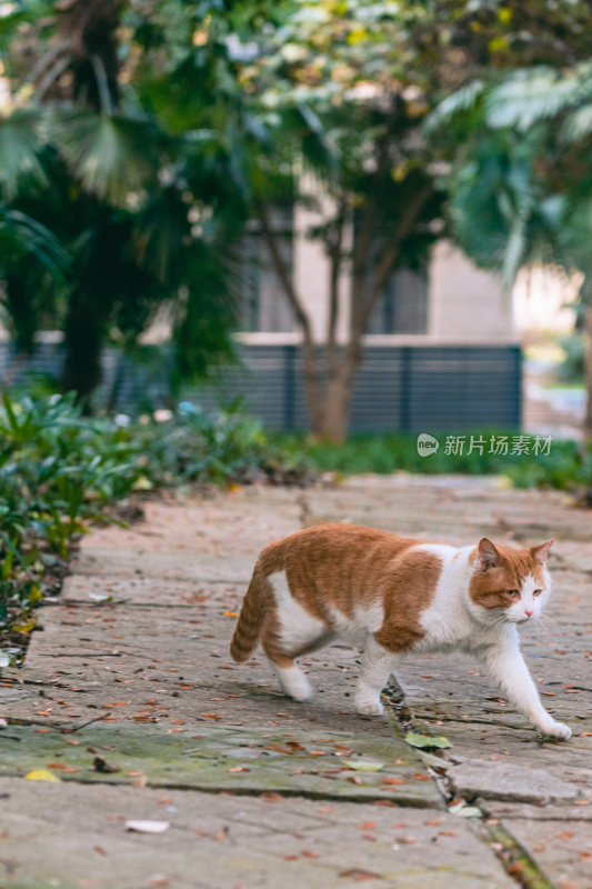 南京师范大学的猫咪