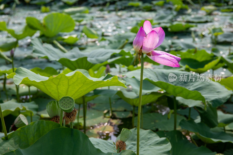 池塘盛开的荷花与荷叶