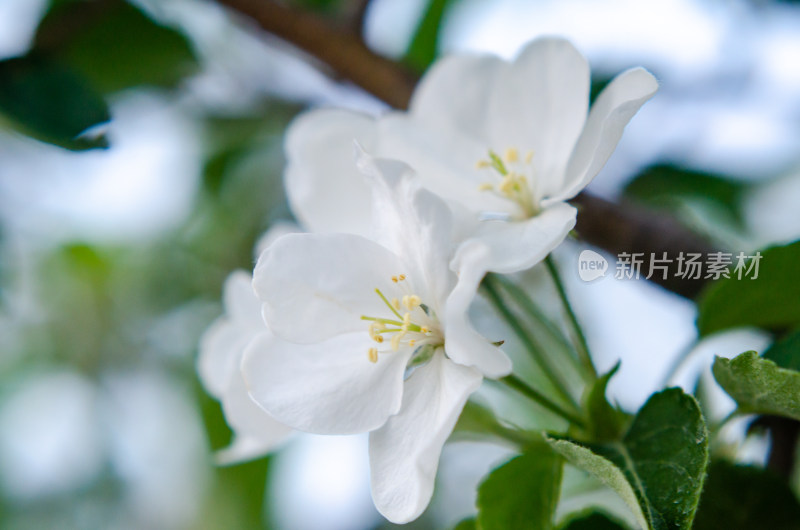 几朵白色海棠花特写