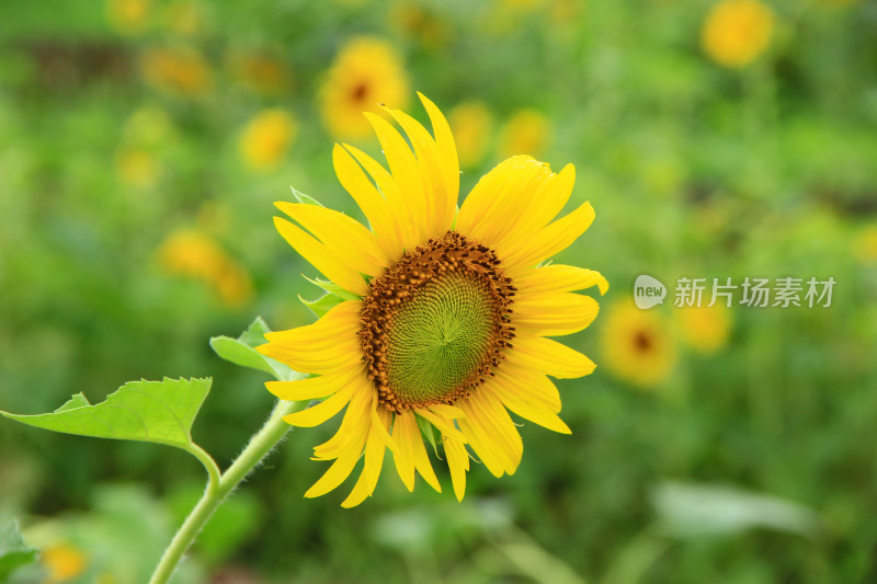 雨水打湿的向日葵