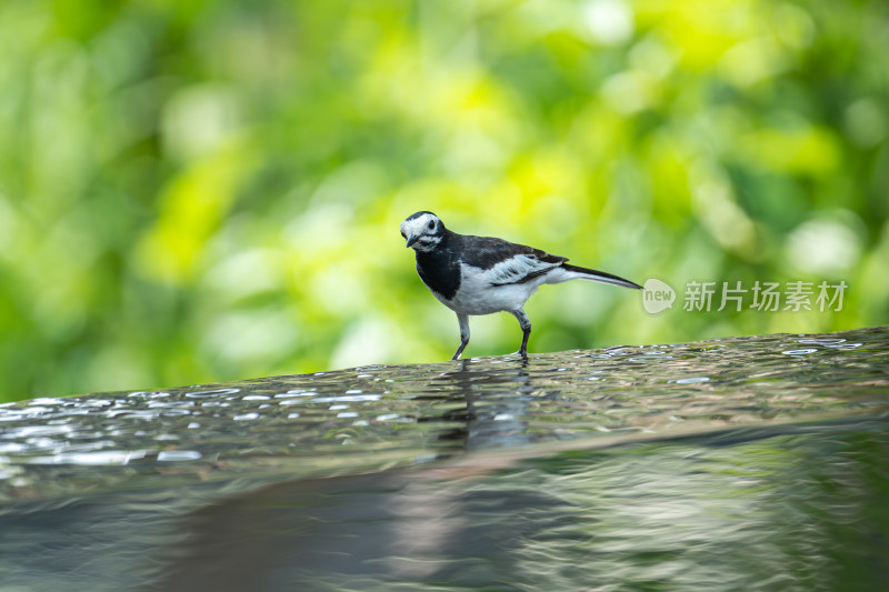 在水里觅食的白鹡鸰