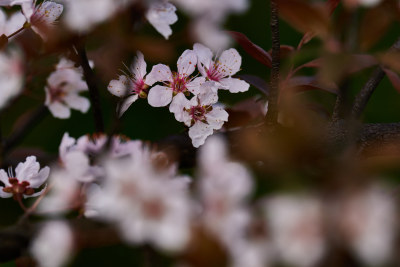 洁白的樱花