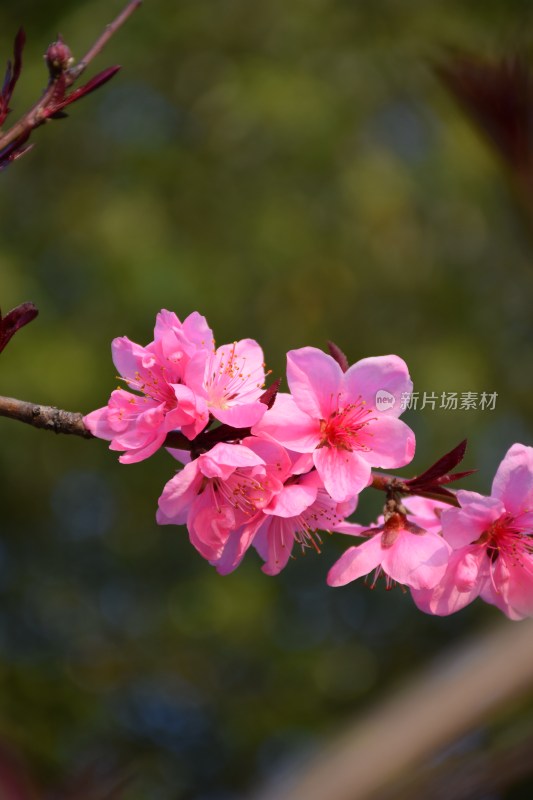 特写粉色桃花花朵