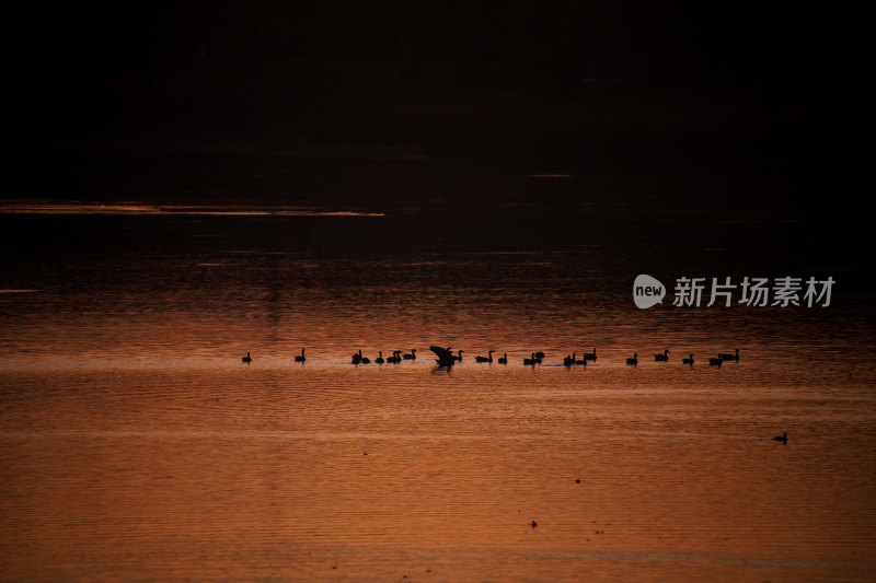 夕阳下水面上的鸟群晚霞