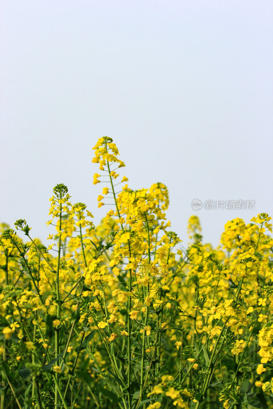 蓝色自然背景中的油菜花