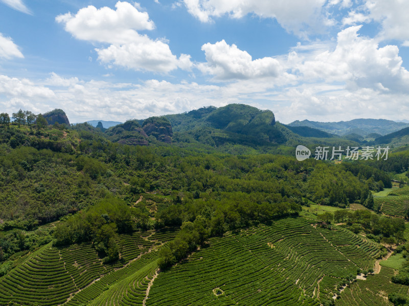 航拍武夷山绿色农田与茶园