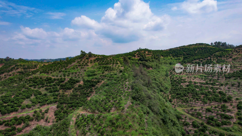 山川丘陵水果种植水果基地航拍