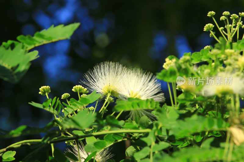 山槐花朵盛开