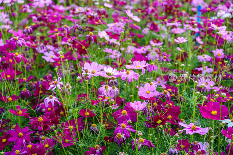 多彩波斯菊花田