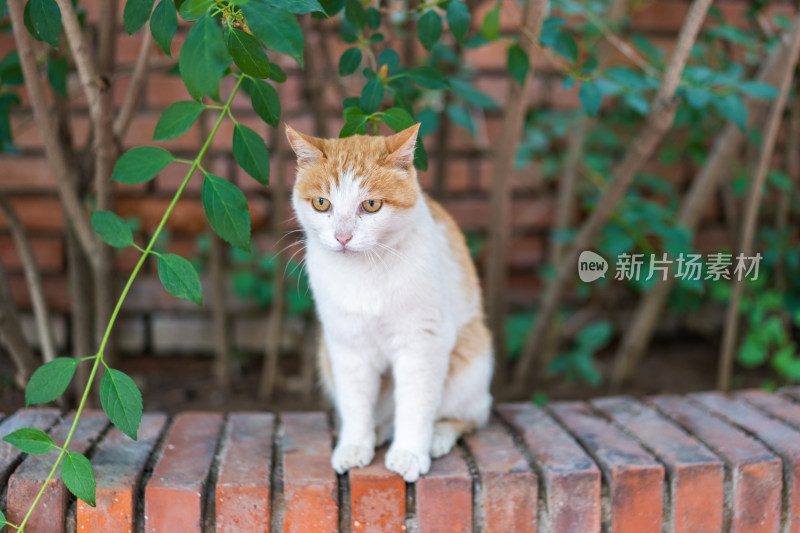 橘猫在公园坐着