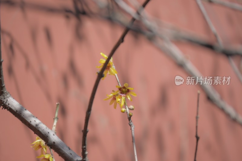 红墙前绽放的黄色花朵