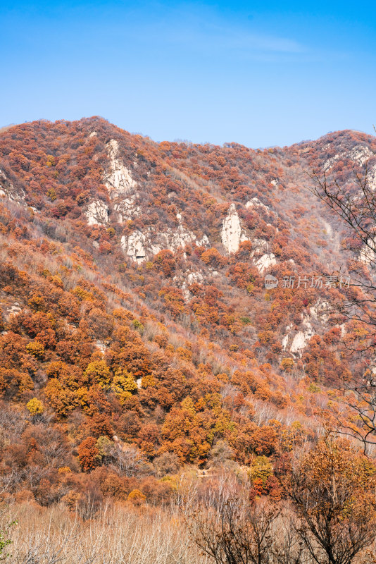 北京喇叭沟门山区秋色