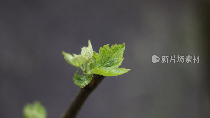 春天万物复苏植物发芽