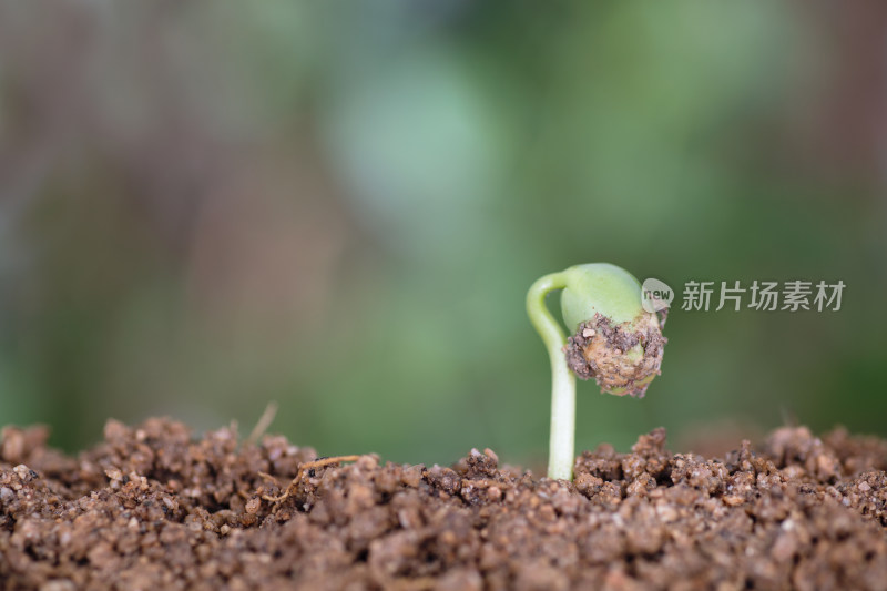 春天的嫩芽