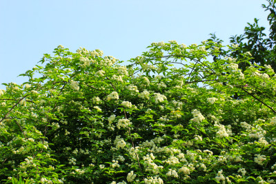 蓝天背景中的木香花