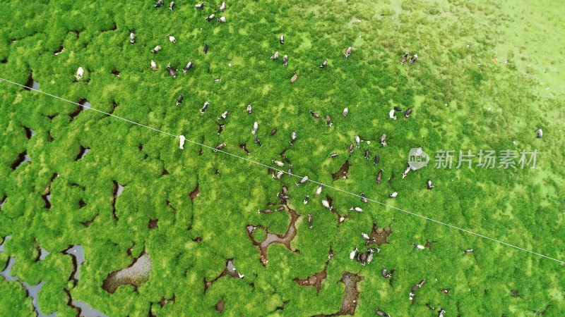 西藏念青唐古拉山草原羊群航拍