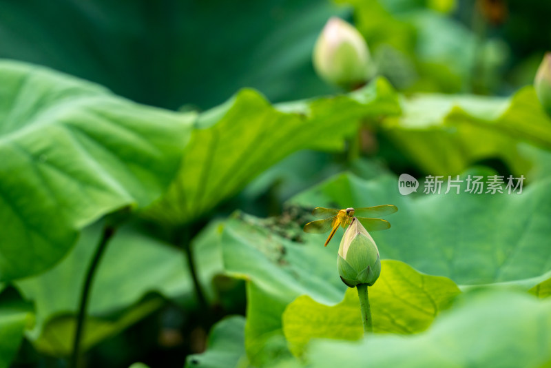 夏天池塘的荷花上的蜻蜓