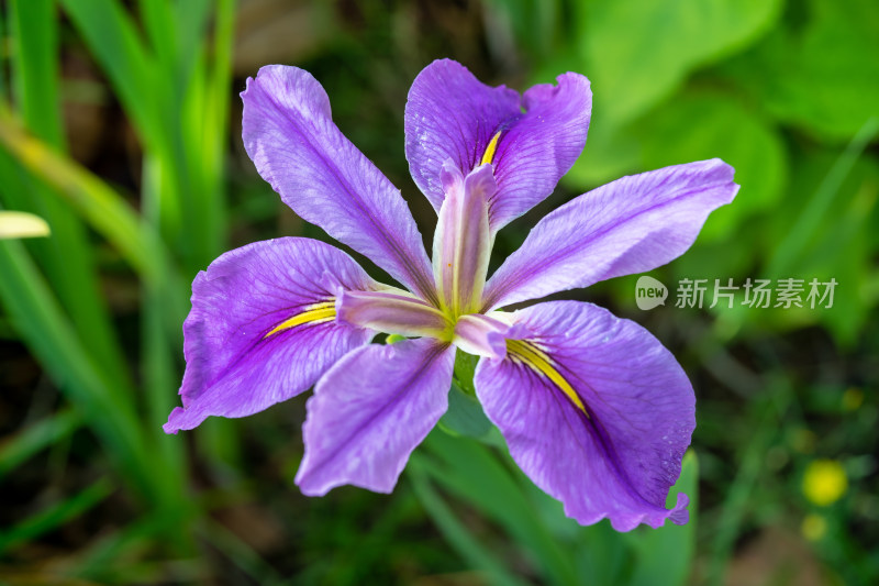 春天的花菖蒲开花特写