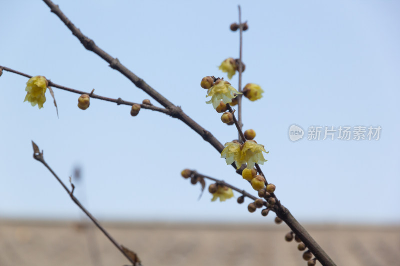 腊梅花枝特写展现初春生机