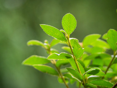 植物在野外生长的特写镜头