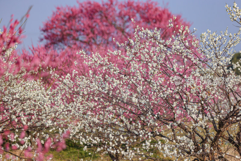 花开海上梅花节