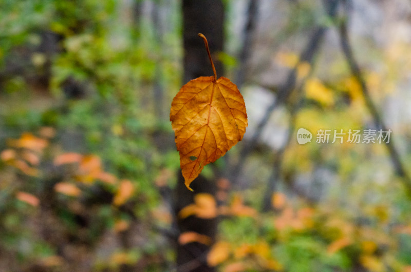 河南省洛阳白云山秋天落叶飘零风景