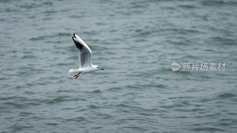 一只海鸥在平静海面上展翅滑翔飞行