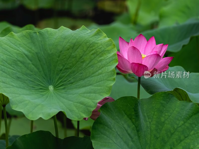 夏季公园荷花盛开唯美花瓣