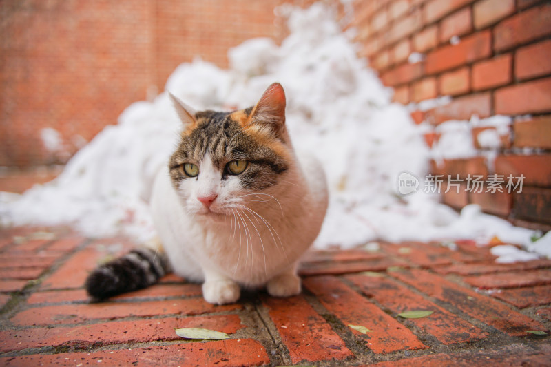 户外猫冬季雪堆地面墙角