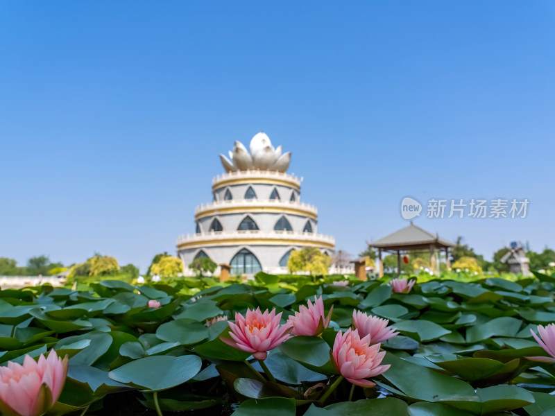 夏天荷塘莲花睡莲开放