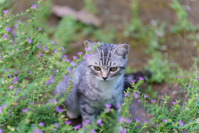 草丛中的灰色条纹小猫