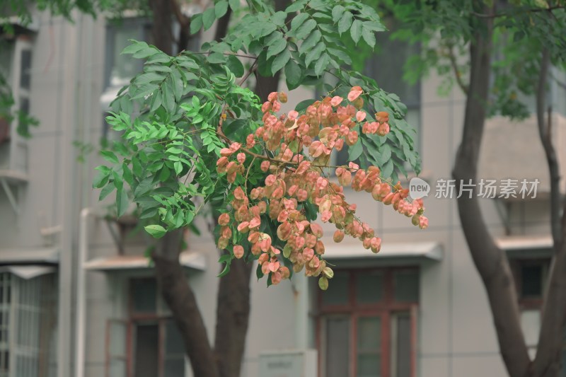 绿叶与粉色果实的树