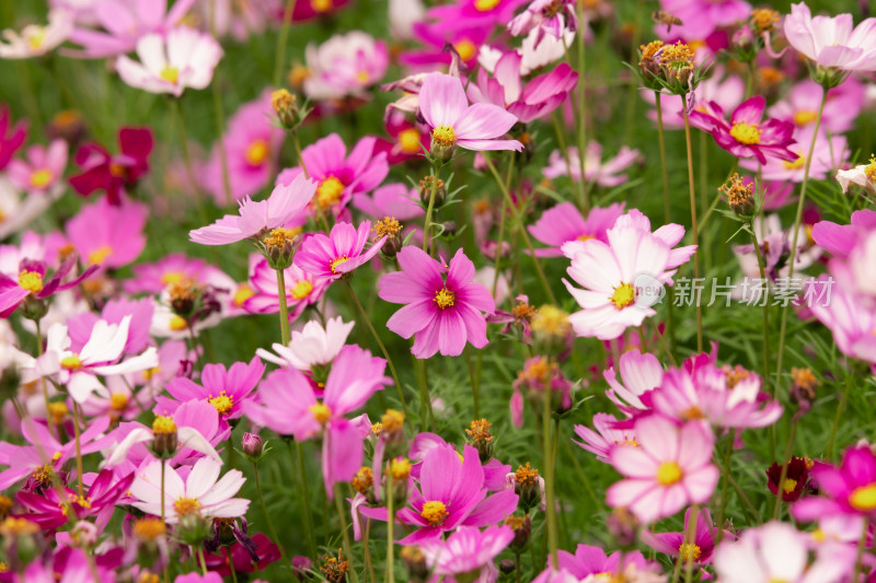 夕阳下的格桑花或波斯菊