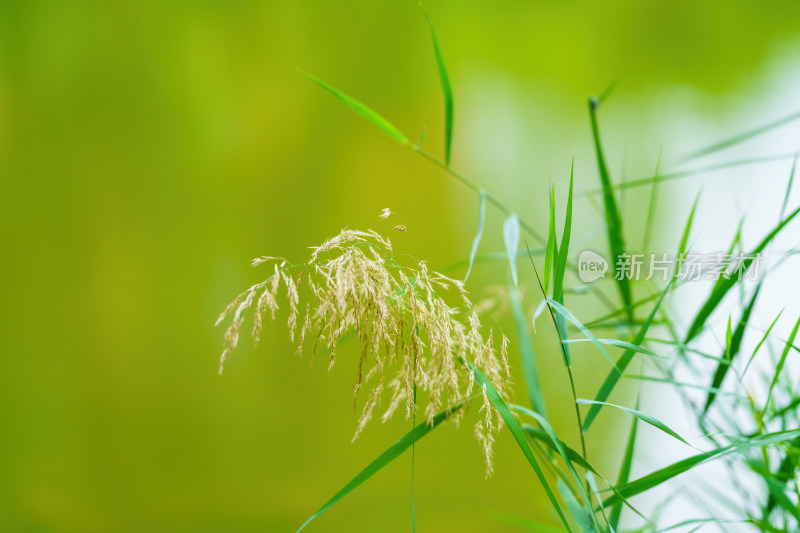 唯美芦苇