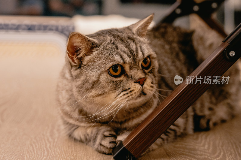 房间里可爱的宠物猫咪