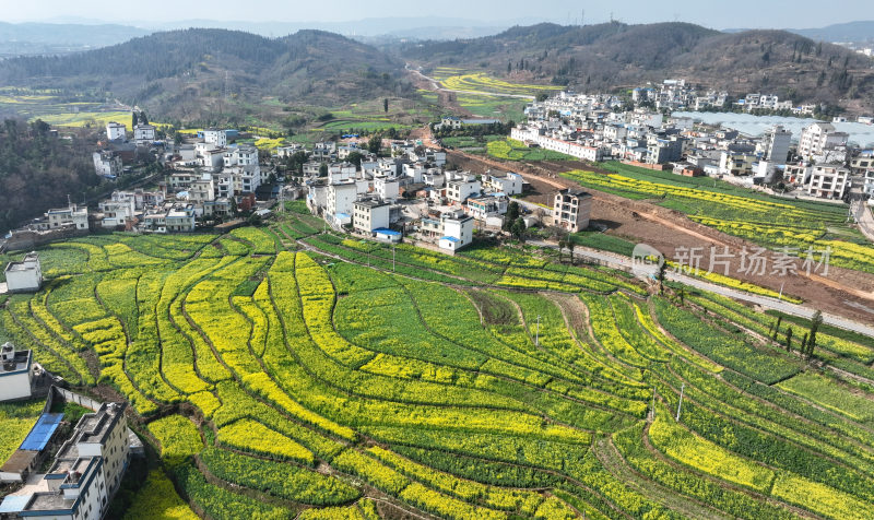 油菜花绘就田园美景