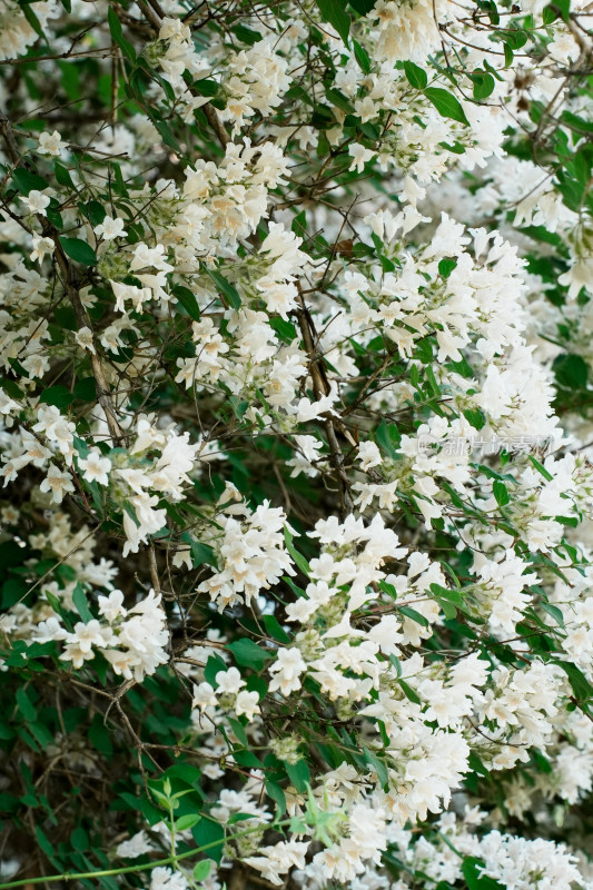 北京国家植物园猬实花