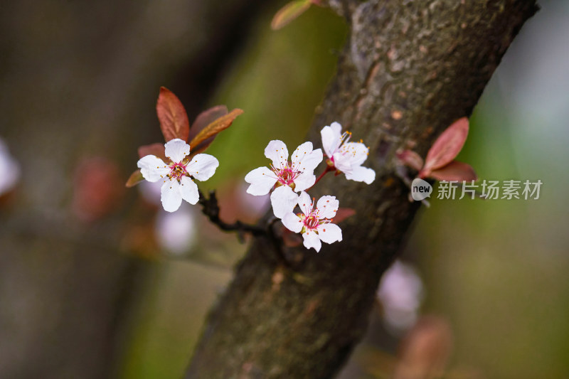 盛开的樱花