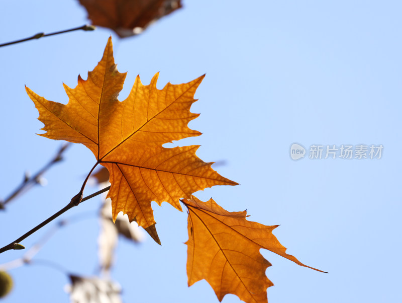 秋天金黄色的树叶叶子梧桐叶特写的自然风景