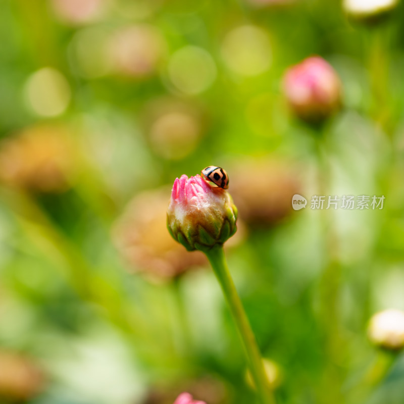 瓢虫与花蕾的邂逅