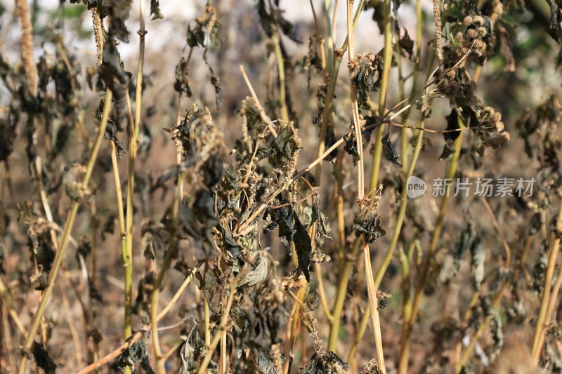 冬日枯萎的杂草枝干叶片